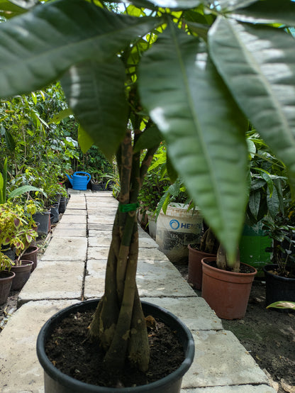 Guiana Chestnut
