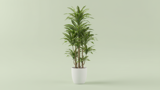Happy Plant (Dracaena fragrans ‘Massangeana’) Indoor Plant Bahrain
