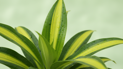 Happy Plant (Dracaena fragrans ‘Massangeana’) Indoor Plant Bahrain
