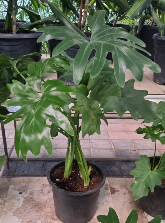 Philodendron Selloum