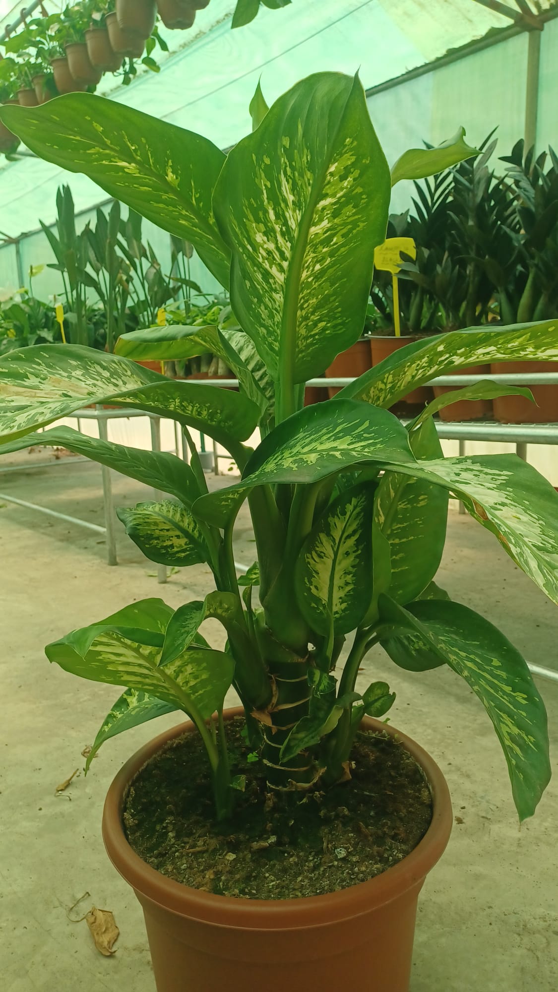 Dumb Cane (Dieffenbachia)