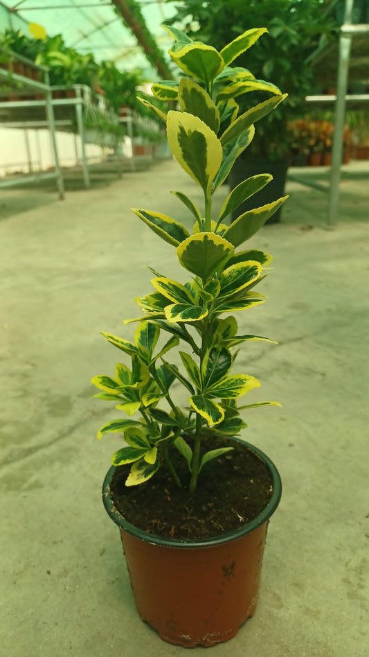 Japanese Spindle (Euonymus japonicus ‘Chollipo’)