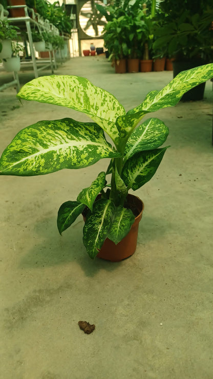 Dumb Cane (Dieffenbachia)