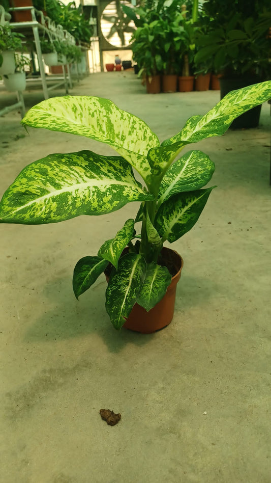 Dumb Cane (Dieffenbachia)