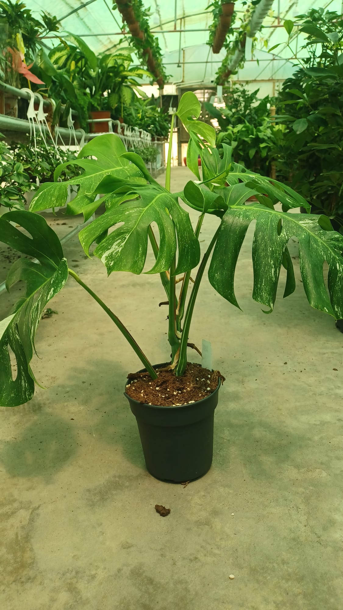 Monstera deliciosa Variegata Albo "Green Type"