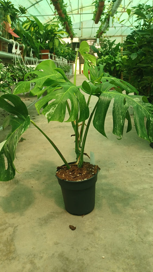 Monstera deliciosa Variegata Albo "Green Type"