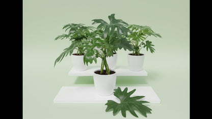 Philodendron Selloum