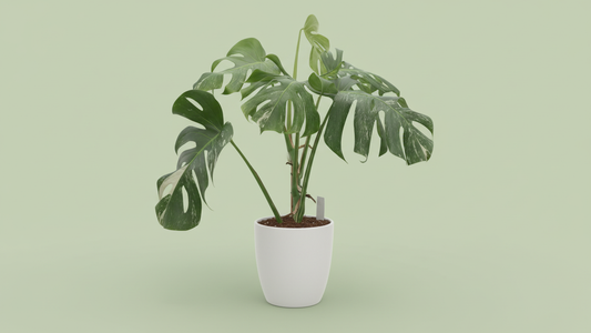 Monstera deliciosa Variegata Albo "Green Type" Indoor Plant Bahrain
