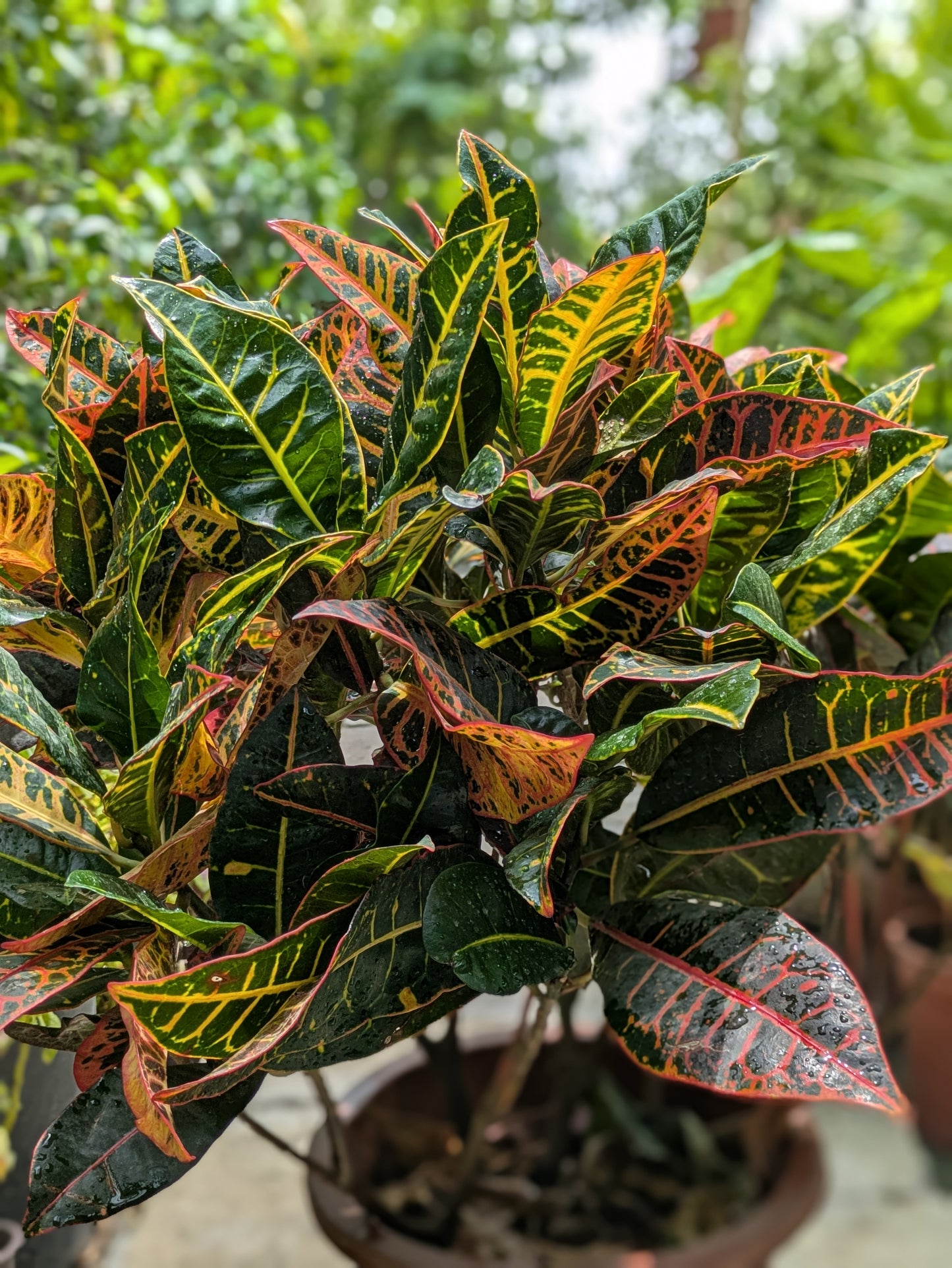Croton Petra