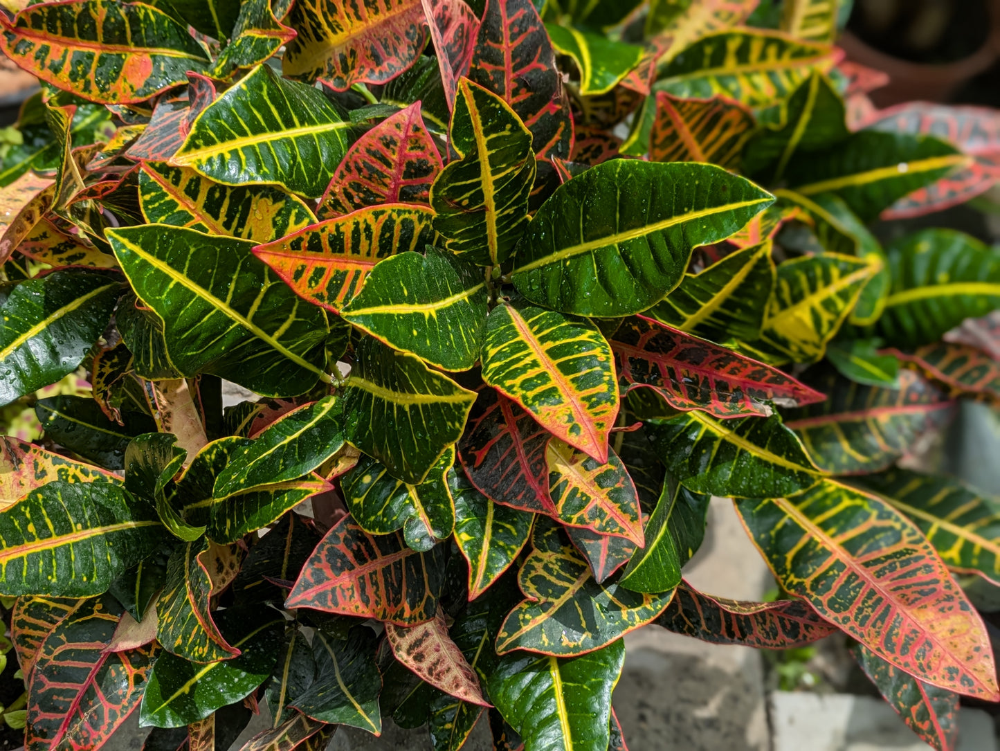 Croton Petra