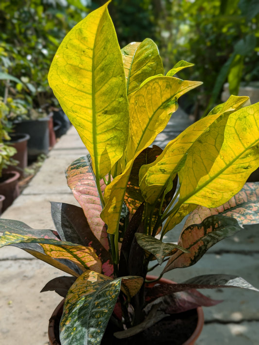 Garden Croton (Codiaeum variegatum)