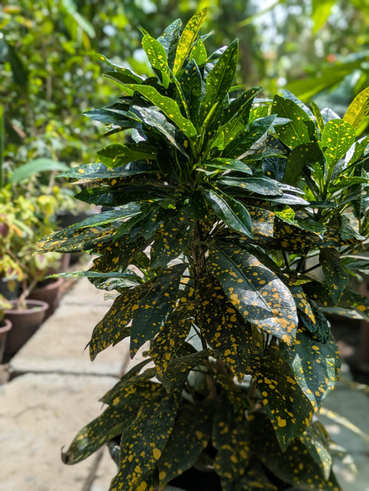 Gold Dust Plant (Aucuba japonica ‘Variegata’)