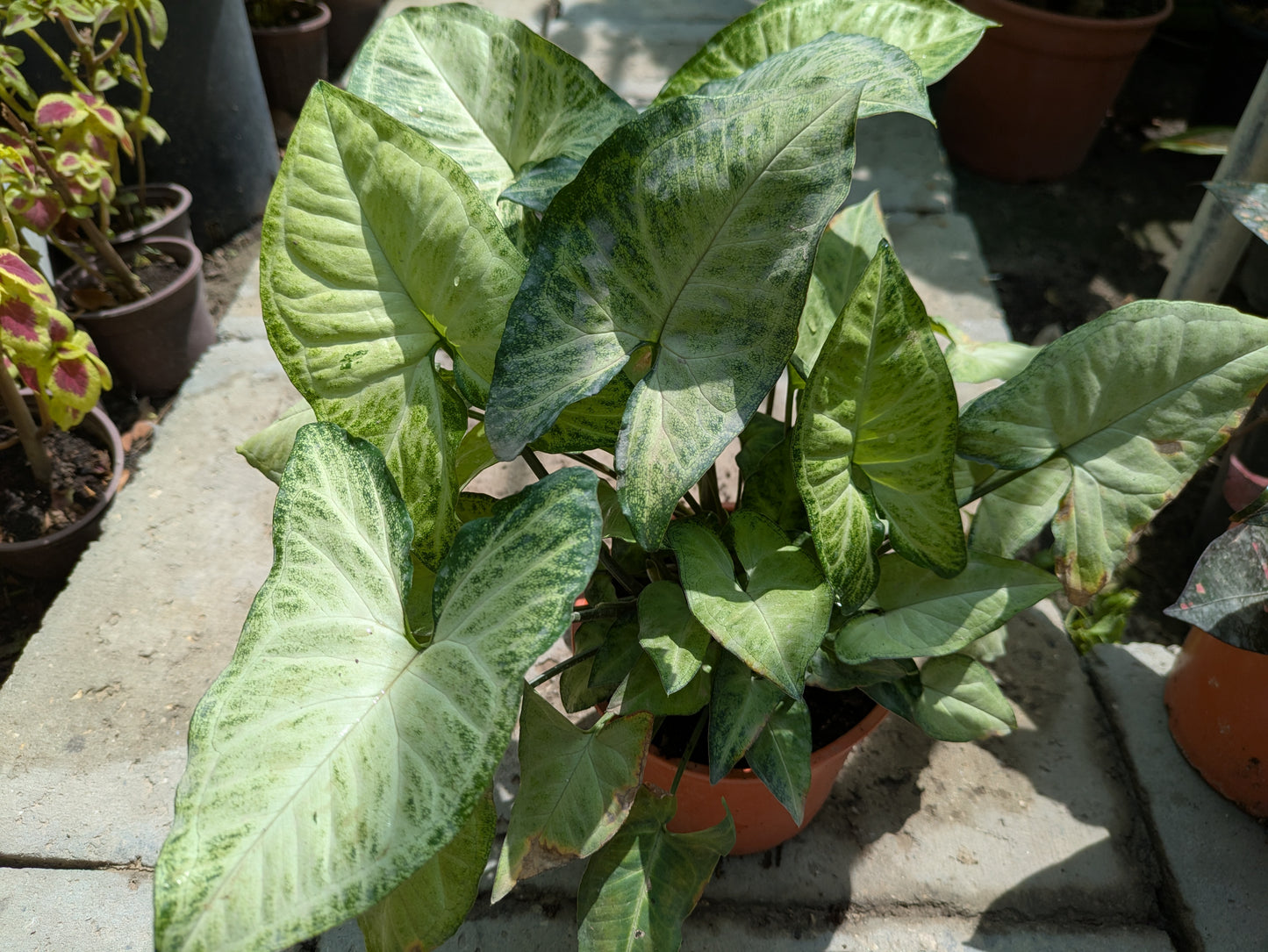 Arrowhead Plant (Syngonium podophyllum)
