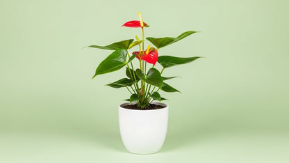 Peace Lily (Spathiphyllum) Indoor Plant Bahrain
