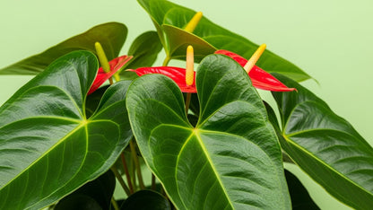 Peace Lily (Spathiphyllum) Indoor Plant Bahrain
