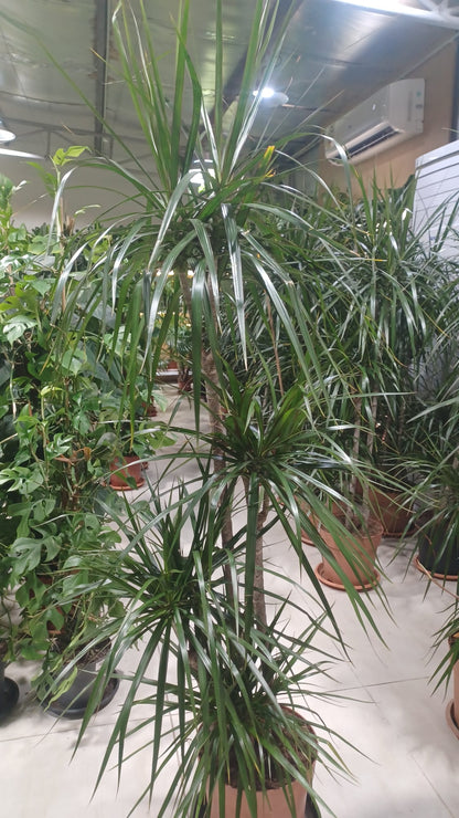 Dragon Tree (Dracaena Marginata)