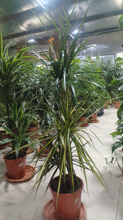 Dragon Tree (Dracaena Marginata)