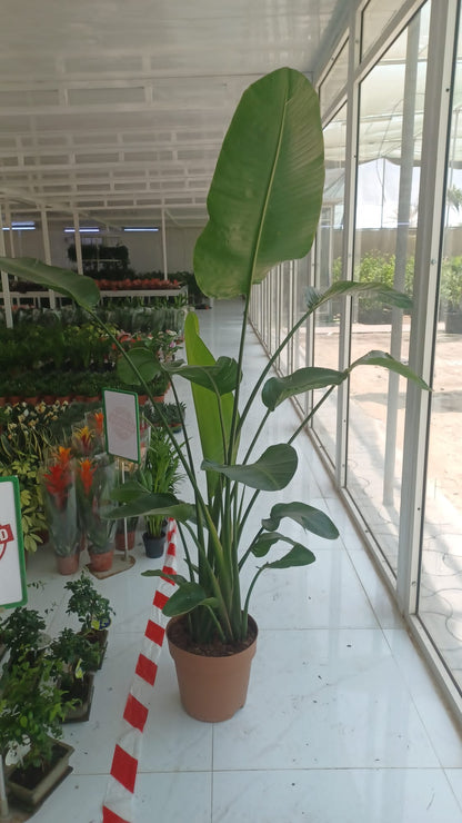 Bird of Paradise (Strelitzia reginae)