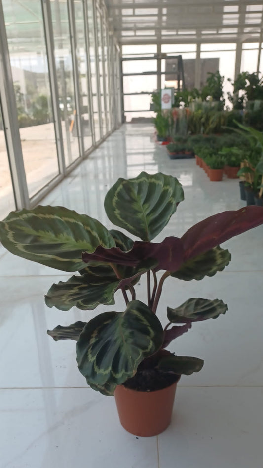 Rose-Painted Calathea (Calathea Roseopicta Medallion)