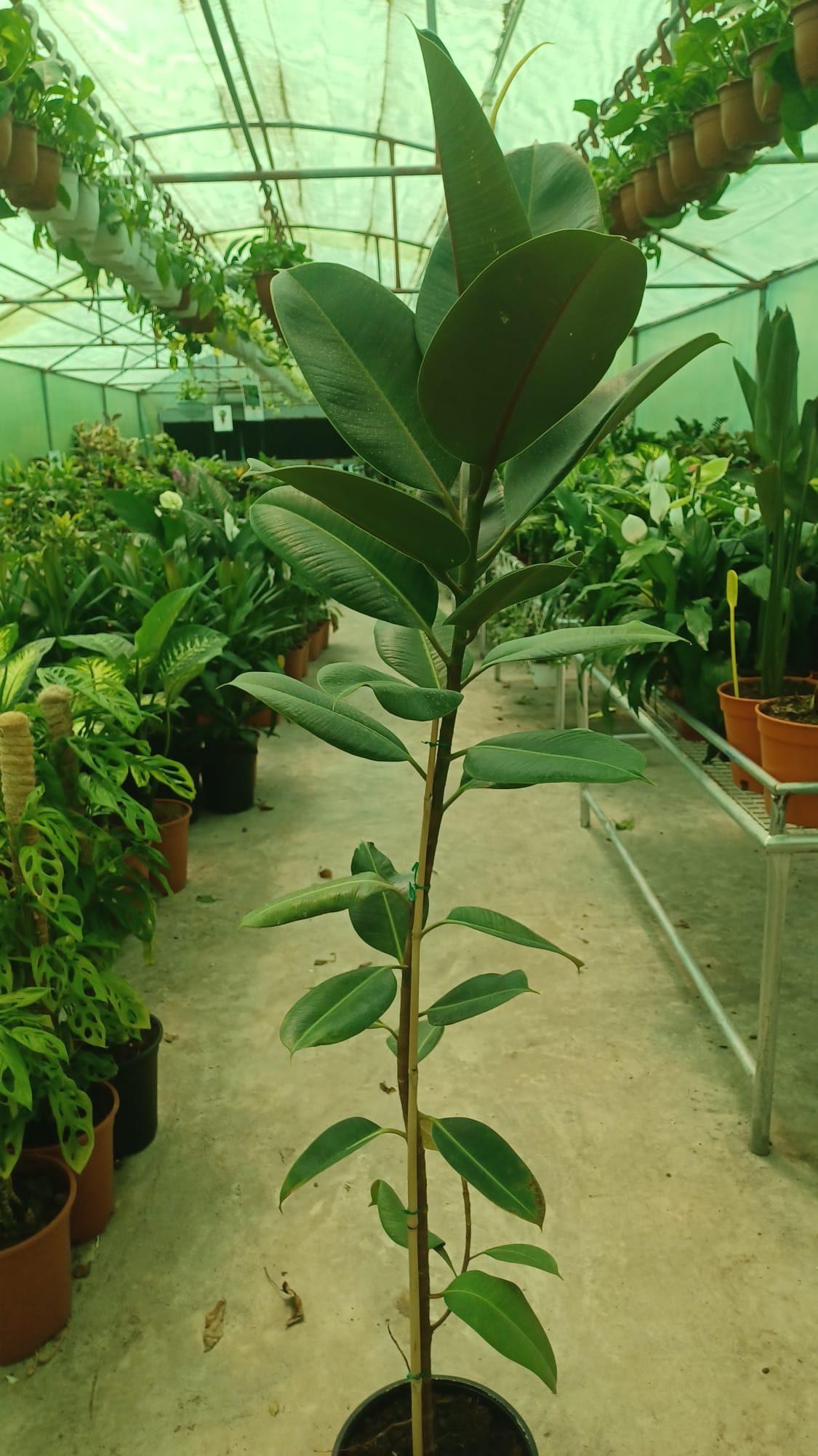 Rubber Plant (Ficus elastica)