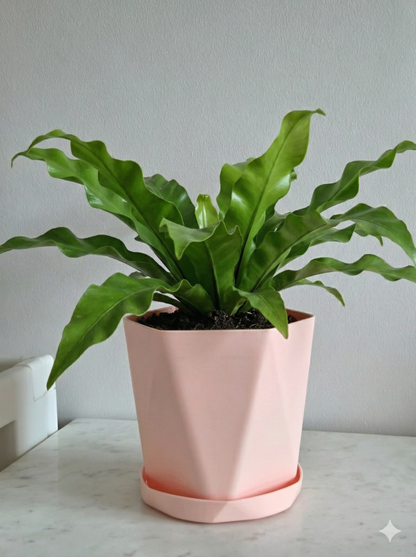 Multicolor decorative pots