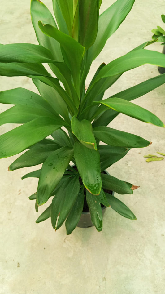Dracaena Fragrans