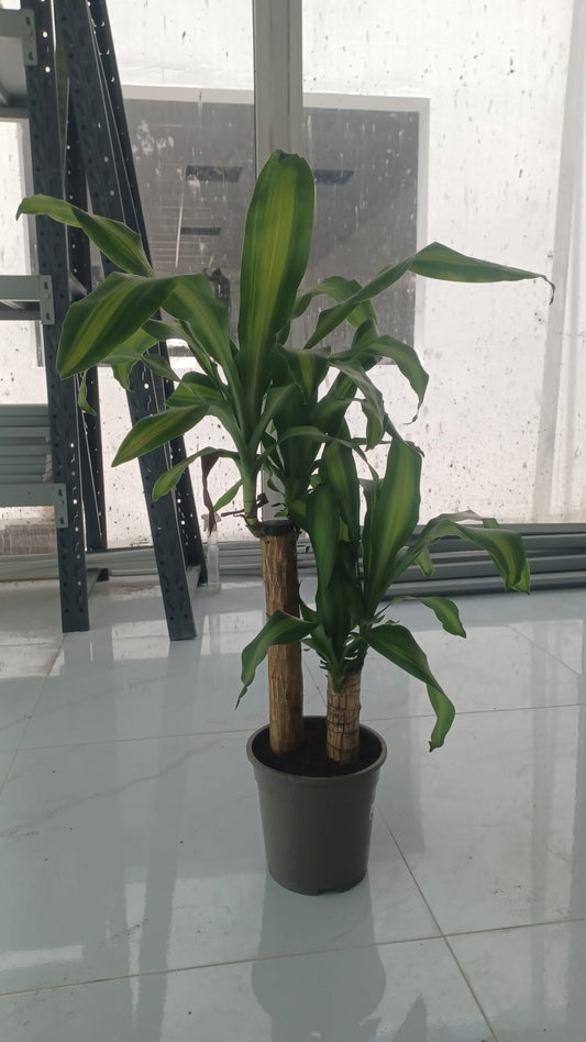 Corn Plant (Dracaena fragrans ‘Massangeana’)