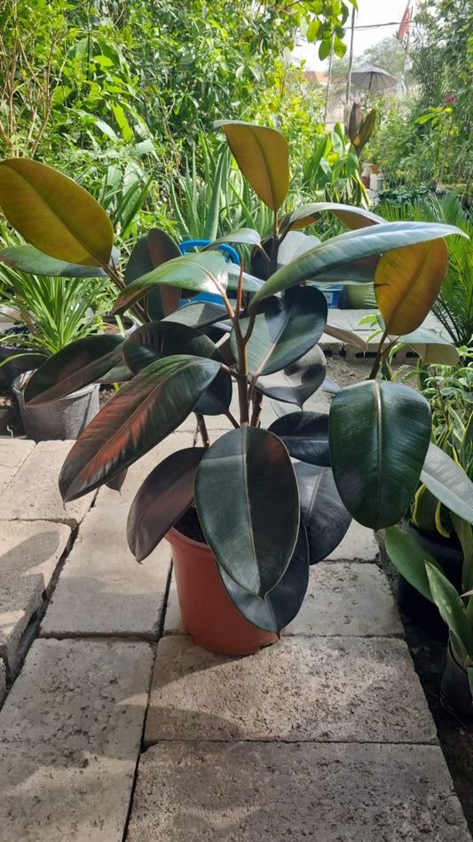 Rubber Plant (Ficus elastica)