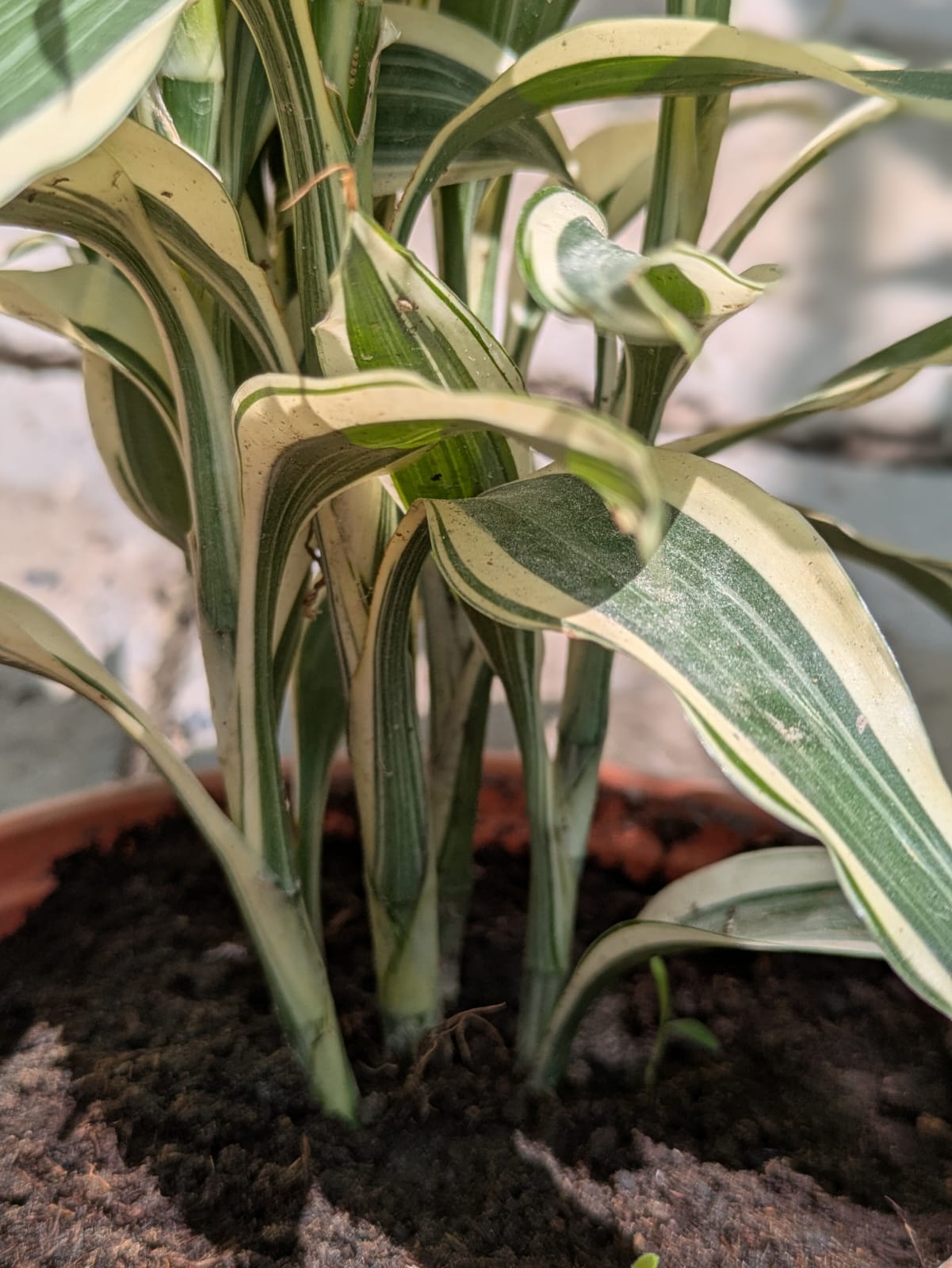 Dracaena Reflexa