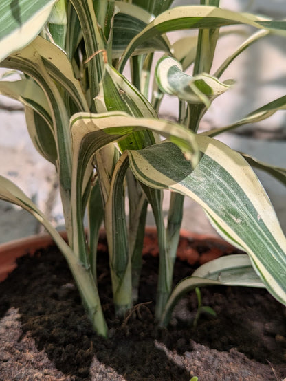Dracaena Reflexa