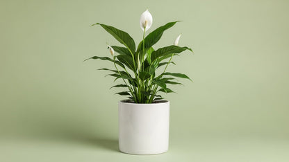 Peace Lily (Spathiphyllum)