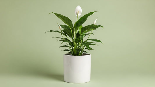 Peace Lily (Spathiphyllum)