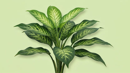 Dumb Cane (Dieffenbachia)