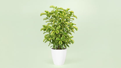 Japanese Spindle (Euonymus japonicus ‘Chollipo’)