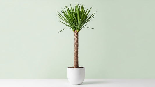 Spineless Yucca