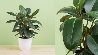 Rubber Plant (Ficus elastica)