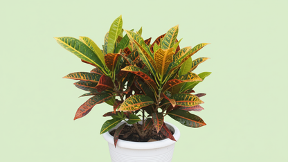 Croton Variegatum ‘Petra’