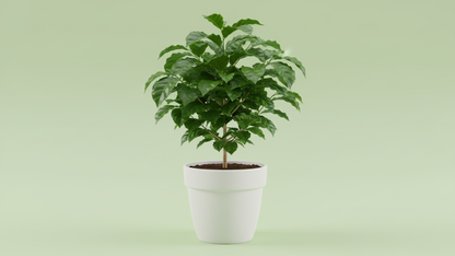 Coffee Tree (Coffee arabica)