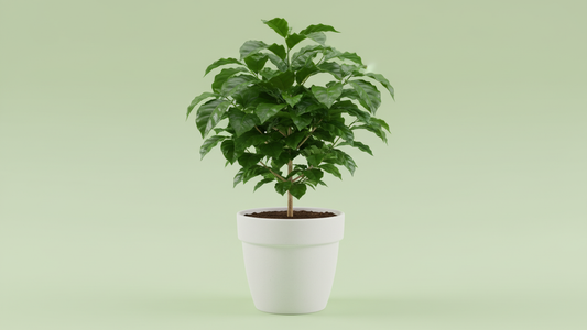 Coffee Tree (Coffee arabica)