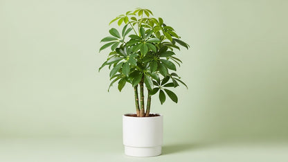 Dwarf Umbrella Tree (Schefflera arboricola)