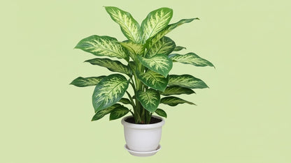 Dumb Cane (Dieffenbachia)