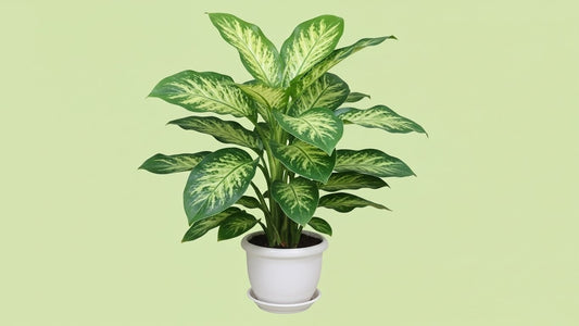 Dumb Cane (Dieffenbachia)