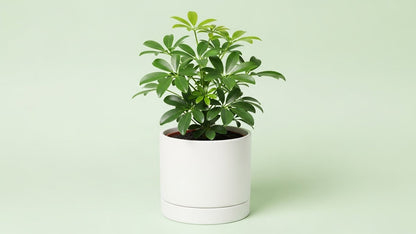 Dwarf Umbrella Tree (Schefflera arboricola)