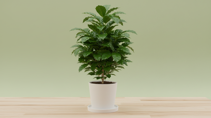 Coffee Tree (Coffee arabica)