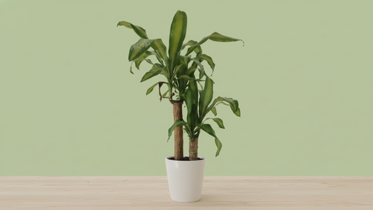 Corn Plant (Dracaena fragrans ‘Massangeana’)
