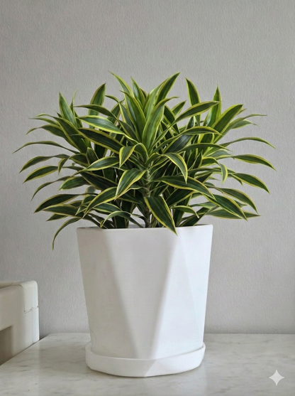 Multicolor decorative pots