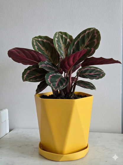 Multicolor decorative pots