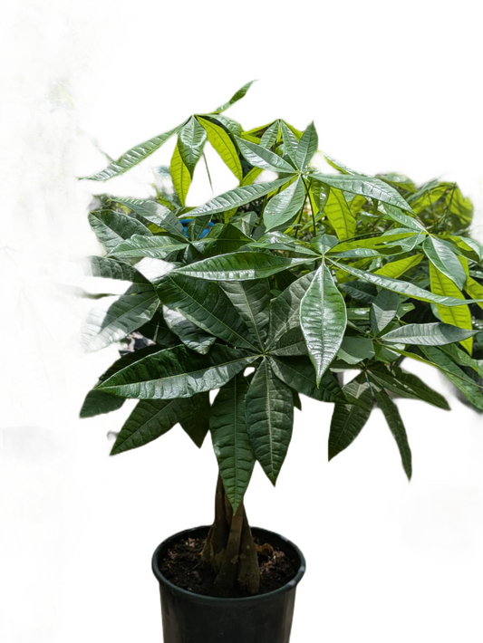 Guiana Chestnut
