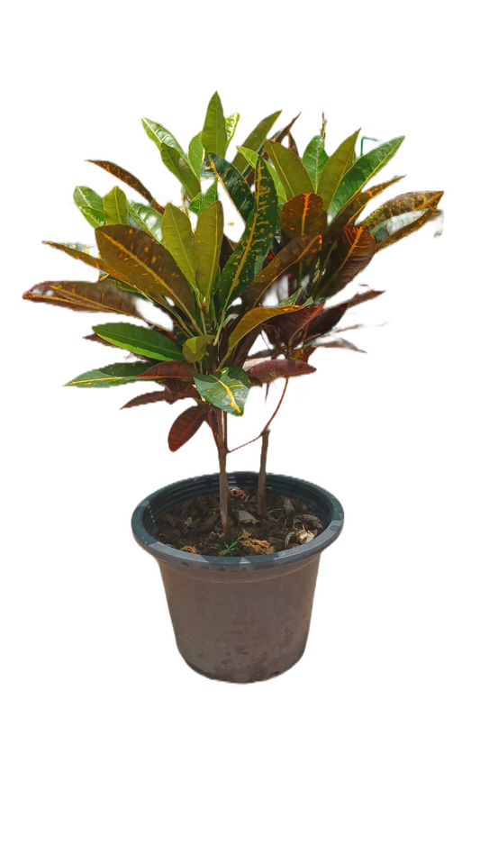 Croton Variegatum ‘Petra’