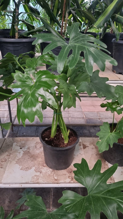 Philodendron Selloum